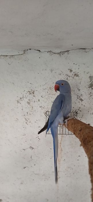 Ring neck adulta femea violeta