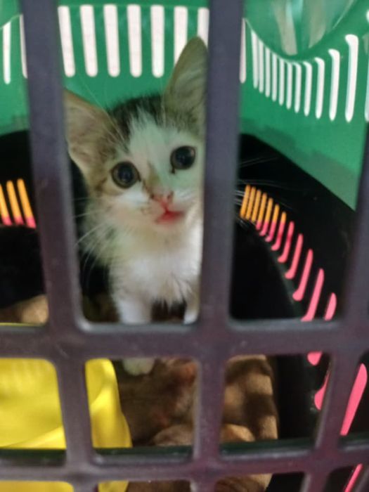 Трьохкольорове кошеня 1 місяць