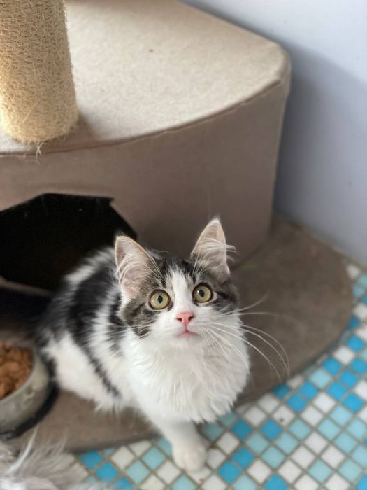 Кошеня Майра в добрі руки