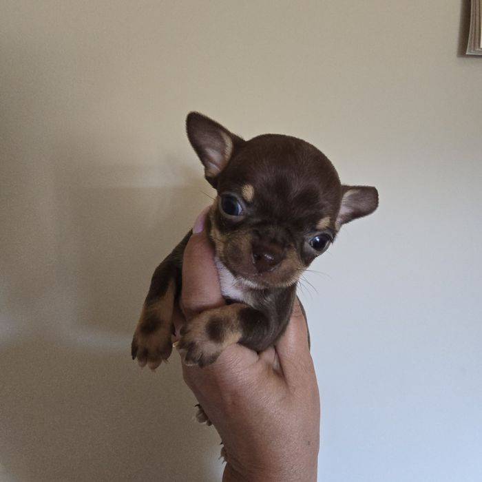 Chihuahua  suczka czekoladowa mini kruszynka
