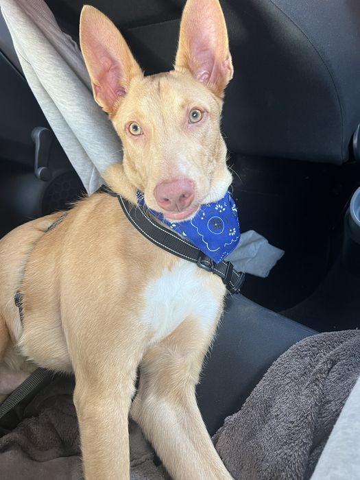 Cão raçado de podengo para adoção