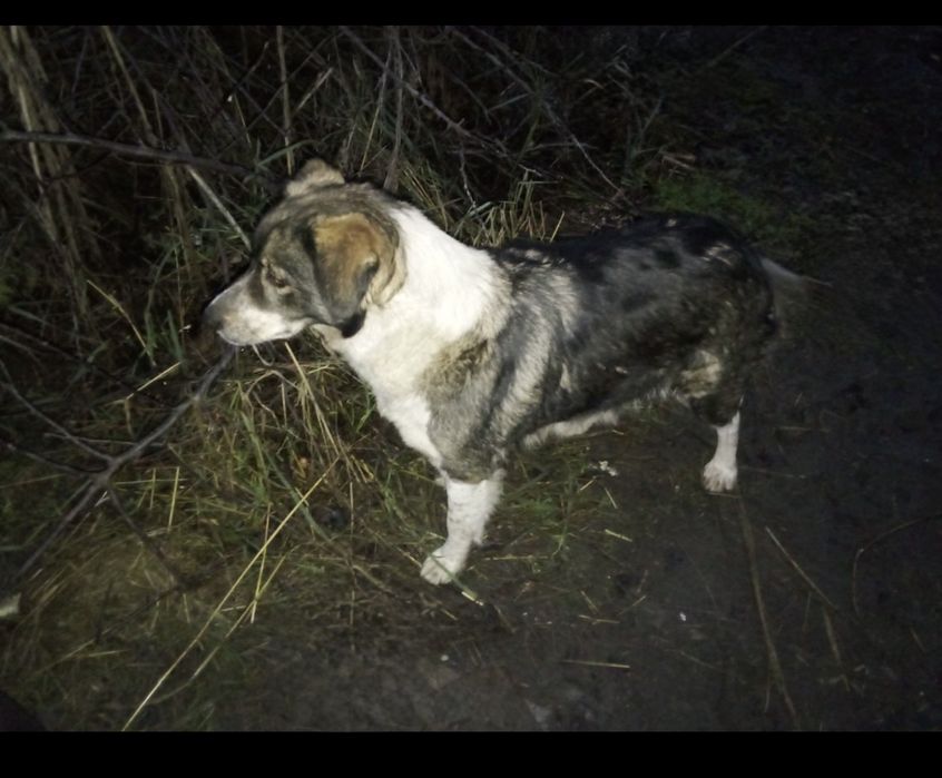 Срочно отдам щенков 2х месячных  Днепр Синельникова