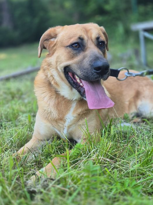 Sako - Super pies szuka domu  / do adopcji