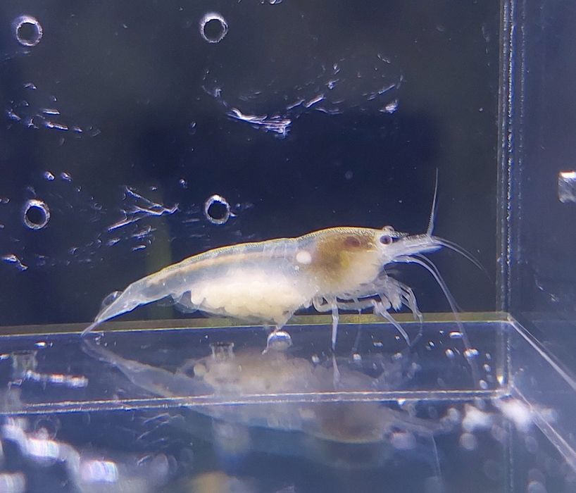Krewetki Neocaridina White Pearl