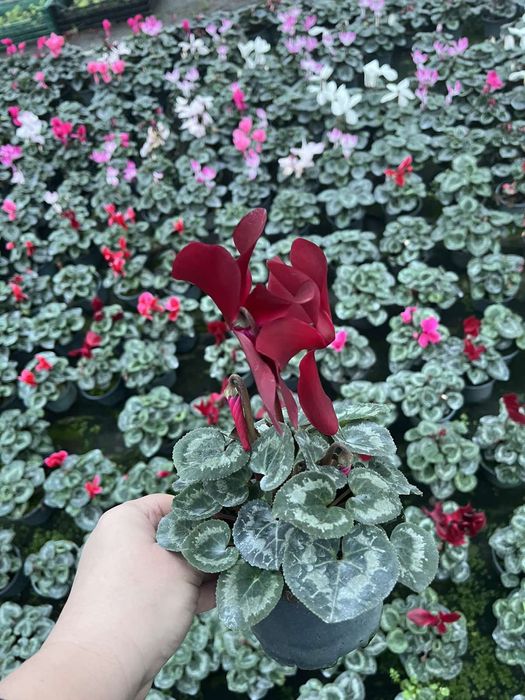 Цикламен  12 стаканчик