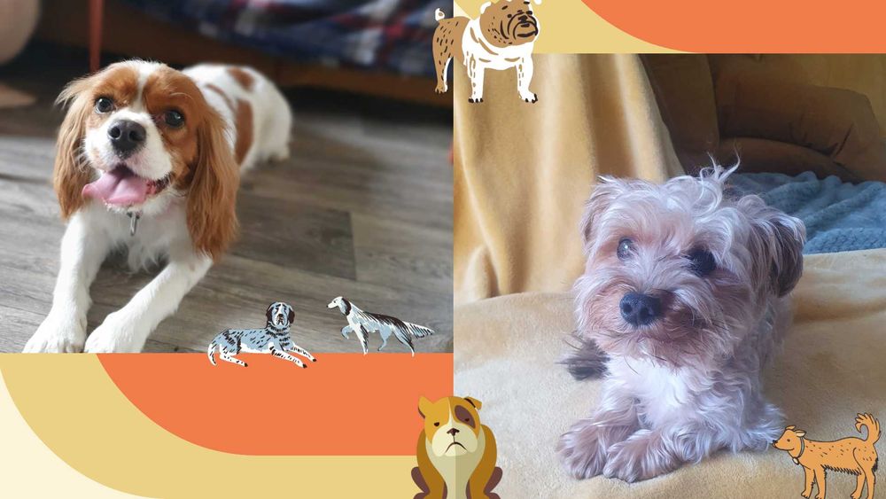 Domowa Opieka Hotel dla Kotów - Psów - Świnek Morskich - Jeży - Ptaków