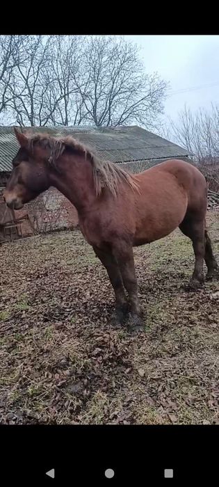 Продам молоді кобили