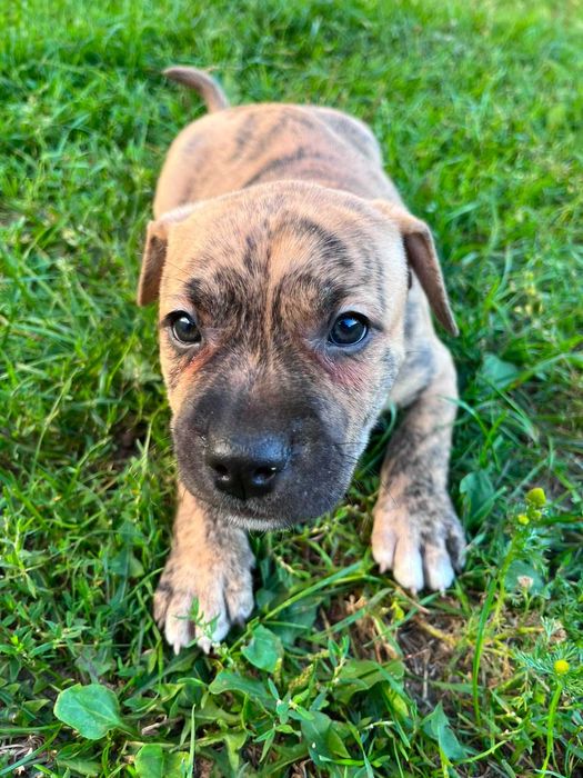 Amstaff piękny samiec pręgowany