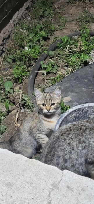Відам кошенят в добрі руки
