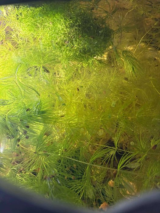 Sprzedam roślinki do akwarium - Rogatek sztywny