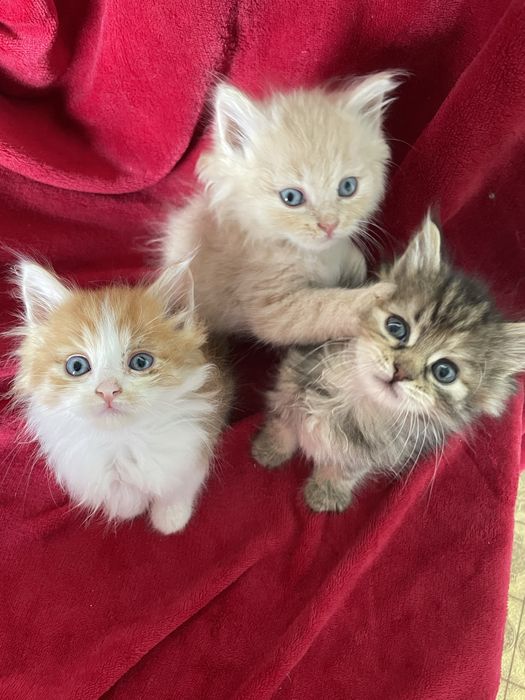 Кішка Ася, Кошенята