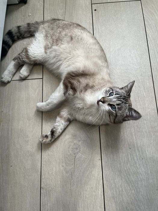 Котик молодесенький ( до року ) хлопчик