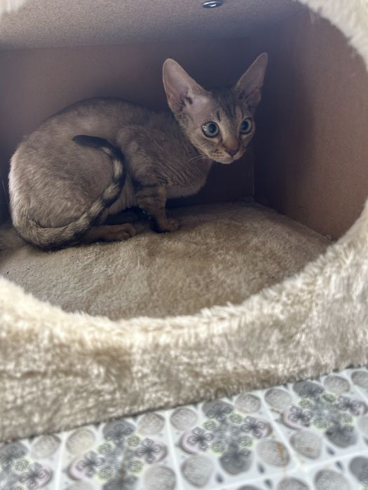 Słodki kocurek Devon Rex