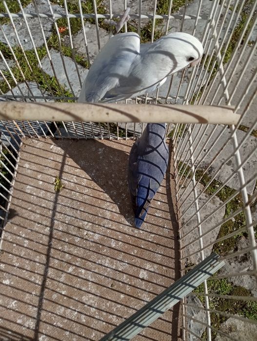 Casais de roseicollis