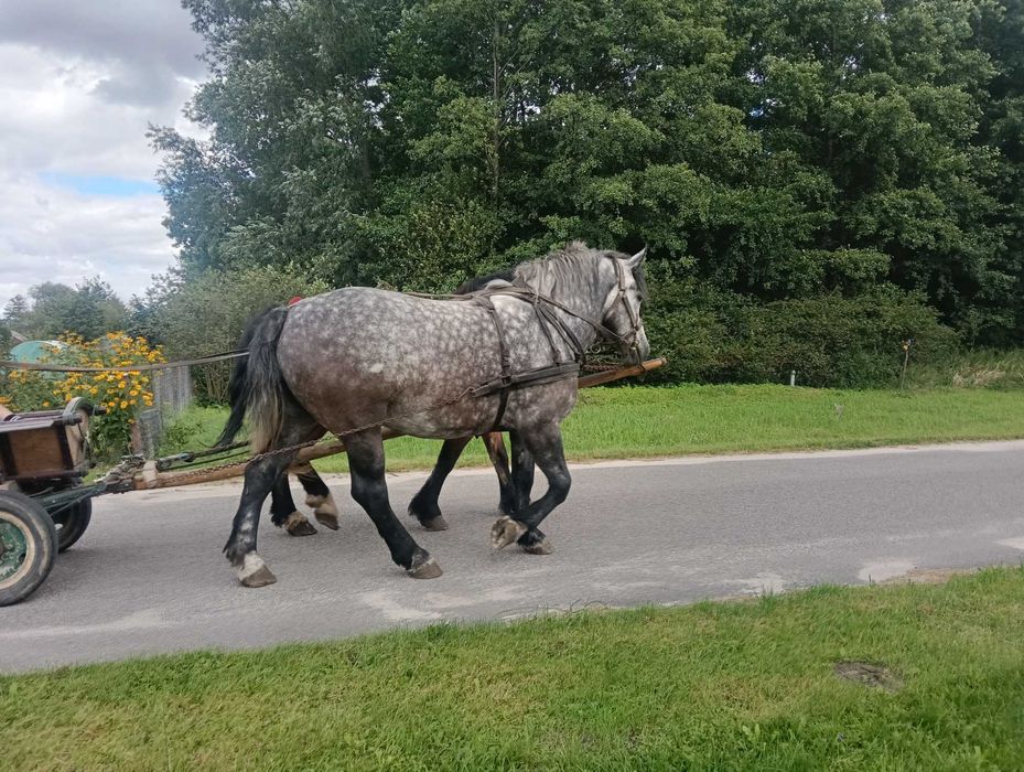 Konie zimnokrwiste