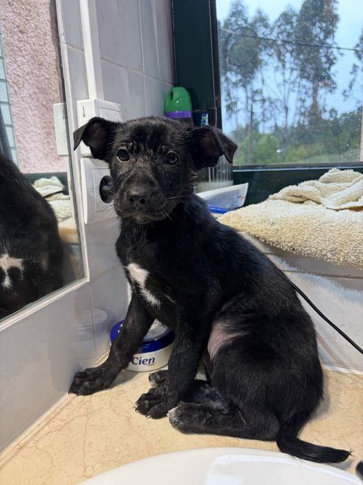 Cachorros para adoção responsavel