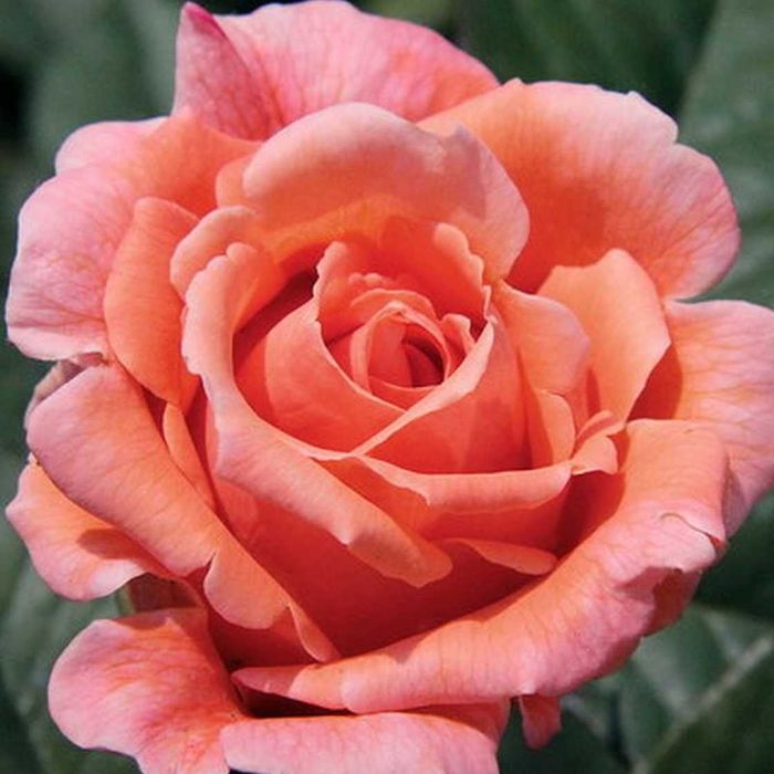 Саженці троянд: кустові, плетисті, бордюрні, англійські, штамбові