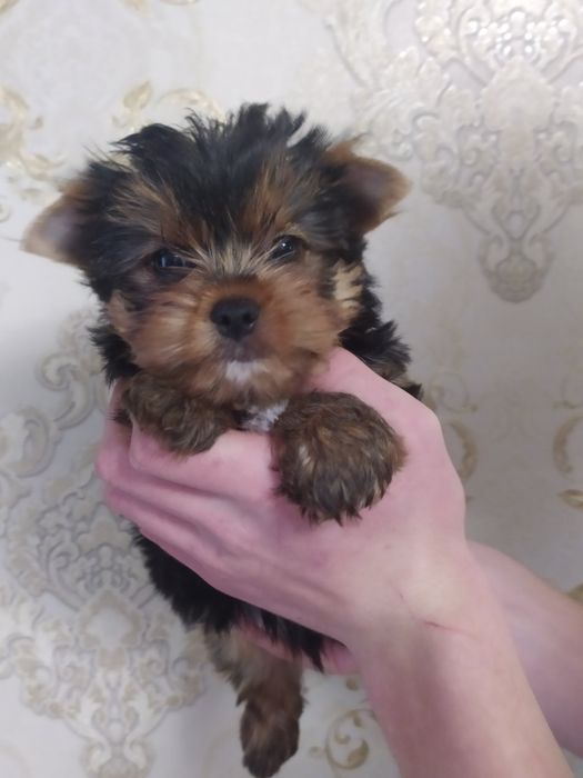 Шикарный мальчик йорк!