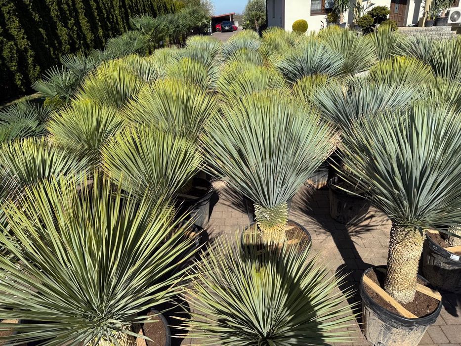 Yucca Rostrata - Juka mrozoodporna | Premium | Top | Egzotyk