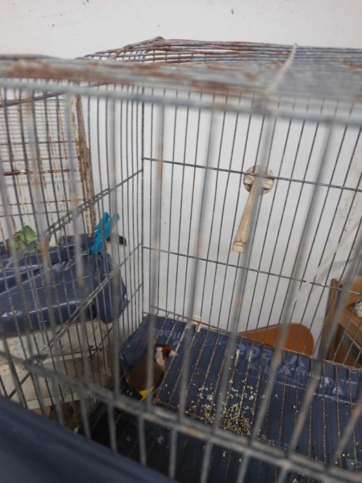 Pássaros para venda