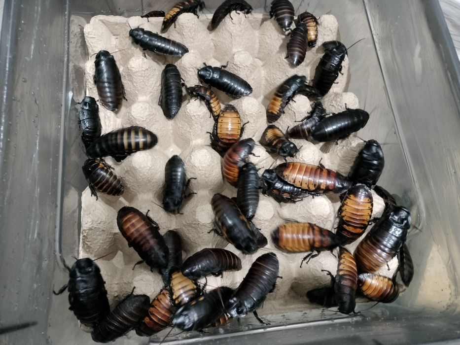 Мадагаскарские тараканы.