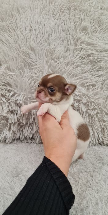 Excelente menino mini mini chihuahua/chiuaua linhagem Russa.Qualidd