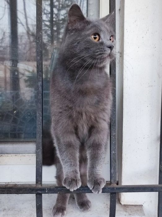 Котик Майкл. Британец, возраст 1,5 года.