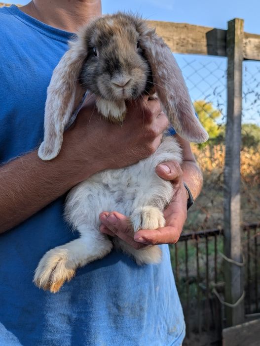 Кролики французький баран