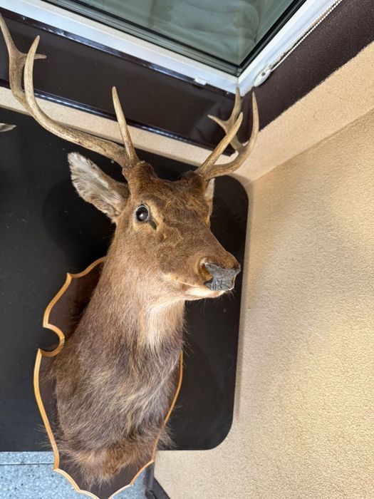 Голова оленя з рогами