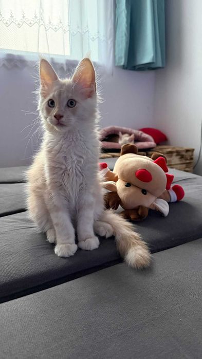 Maine coon fpl wyjątkowe umaszczenie kremowe ze srebrem