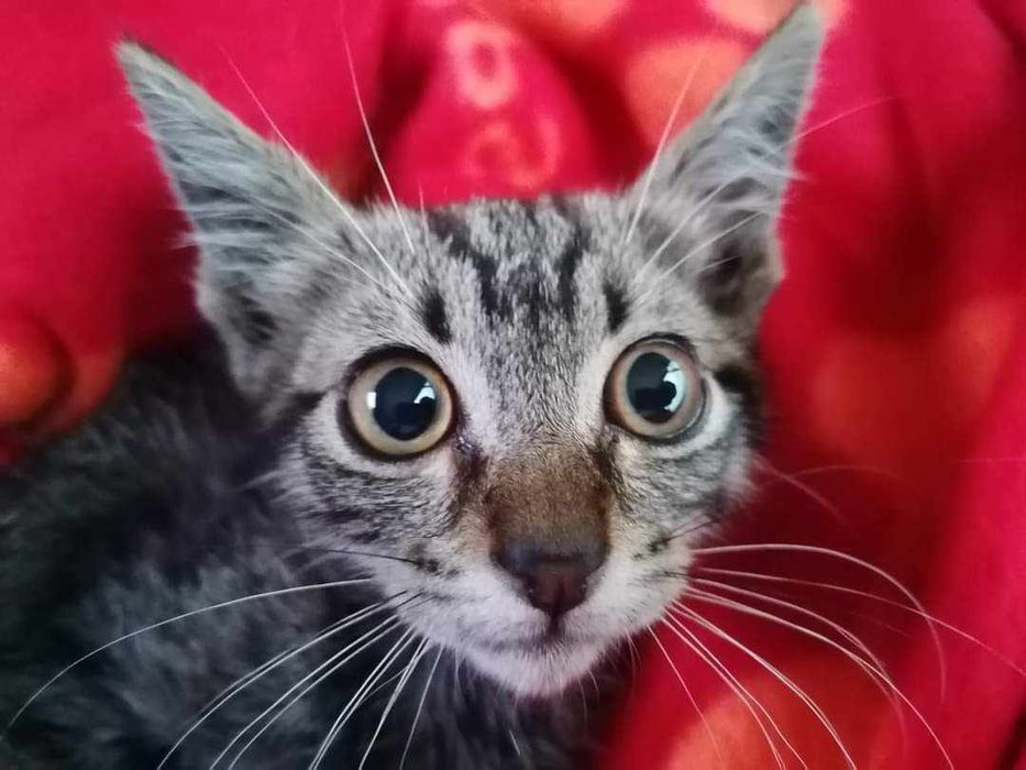 Gatinho tigrado bebé para adopção
