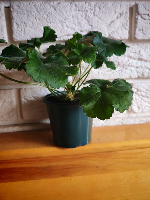 Пеларгонія" Ю-Сиреневый туман" 120грн