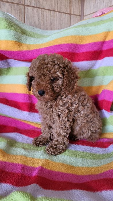 Той пудель ред браун.