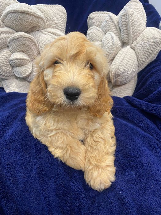 Sprzedam piękne cockapoo
