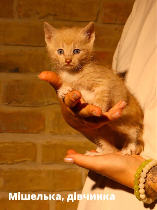 Кошенята, в добрі руки, кошеня Київ, коти