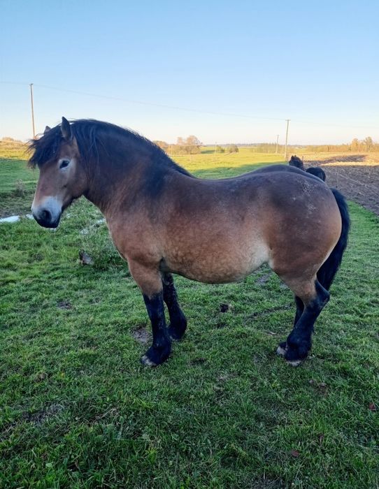 Klacz zimnokrwista źrebna