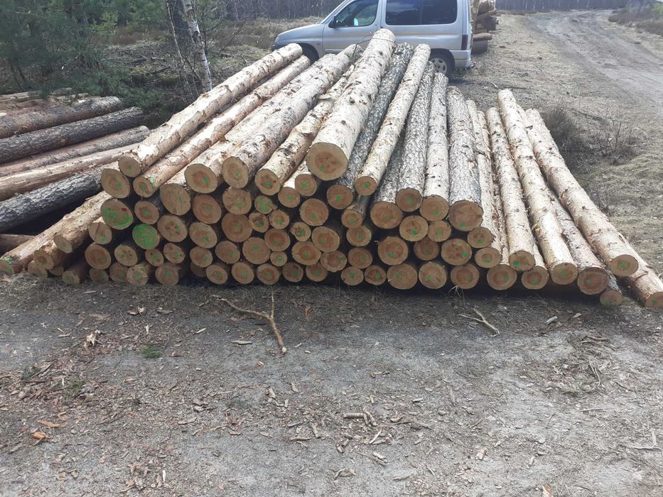 Kłoda sosnowa 4m , 5m  CX 2,5