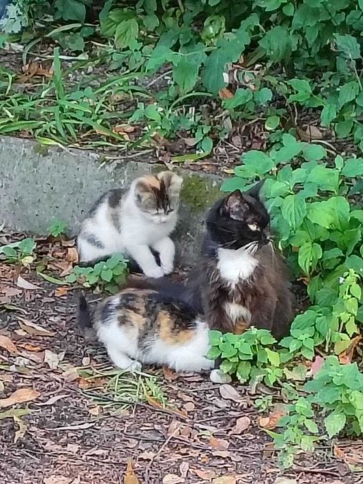 віддамо  гарних  котенят трьохмасних.