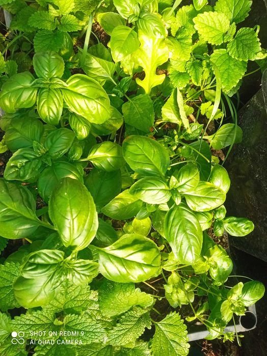 Oddam miejsce pod zrębki, eko pod warzywa, ZA DARMO,Ochojno k. Krakowa