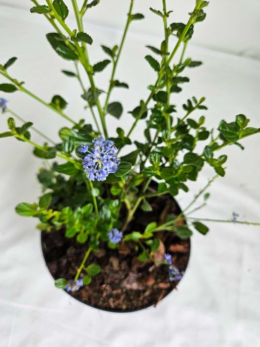 Prusznik Victoria (Ceanothus) niebieski krzew ozdobny