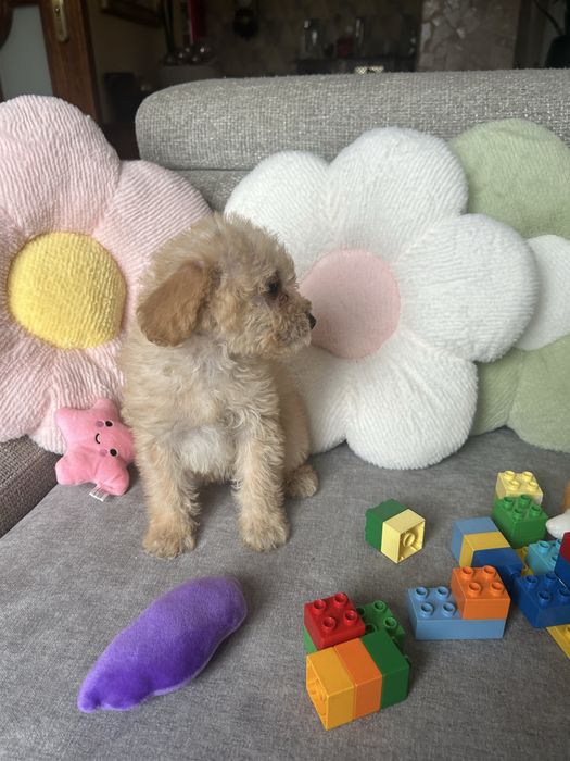 MALTIPOO ładna suczka