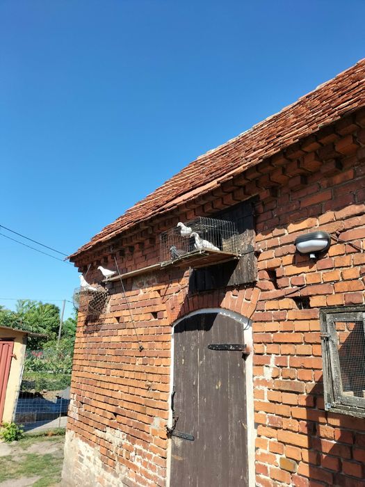 gołębie pocztowe