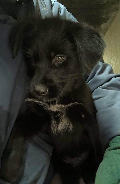 Oddam za DARMO szczeniaki