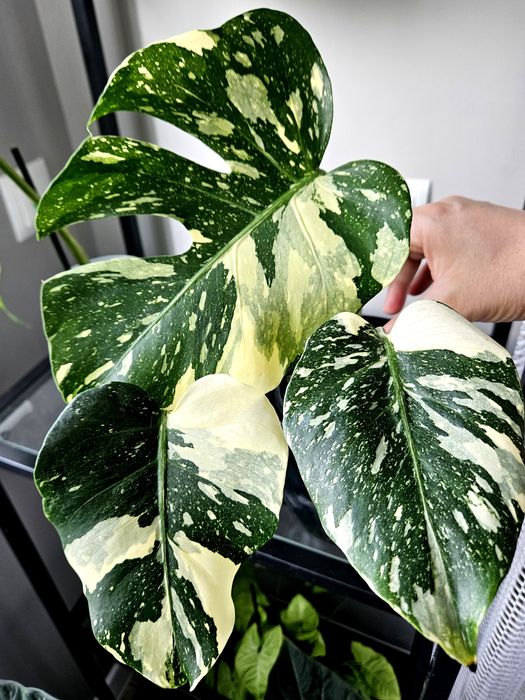 Monstera Thai Mutation noID 3 listna sadzonka + drugi węzeł