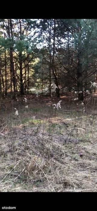 Twój dom wśród drzew – 1,125 ha z WZ przy Parku Krajobrazowym - Więcej