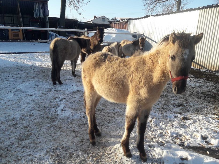 Konik polski doplatowy