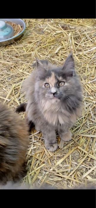 Кошенята породи Мейнкун