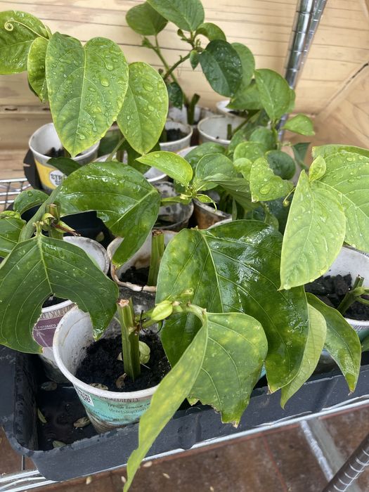 Passiflora  decaisneana Пассіфлора декаіснеана