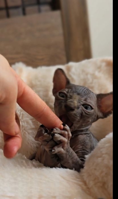 Przepiękny kocurek ciemna czekolada.kot sfinks sphynx