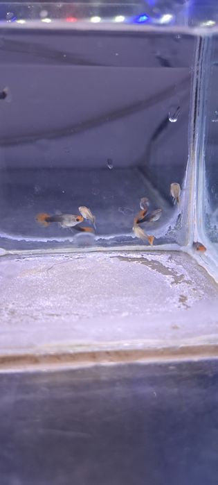 Gupiki koi tuxedo 3 samiczki i 7 samcy okazja